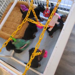 Yorkshire Terrier Puppies from K.I.S.S.