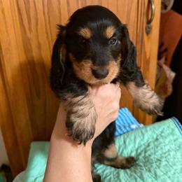 Akc Dory - Black and tan female Dachshund puppy in Erie, Michigan from Champagne’s Grinch Toe’d Dachshunds