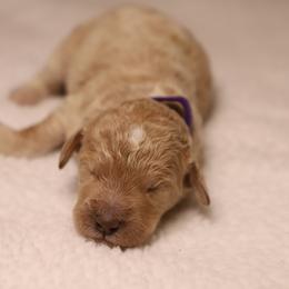 Magnolia - Apricot female Goldendoodle puppy in Macclenny, Florida from Baker County Goldendoodles
