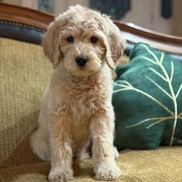 Paul - Cream male Goldendoodle puppy in Norman, Oklahoma from Wilson Family Companions
