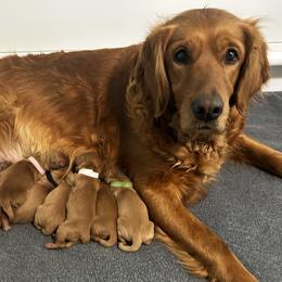 Golden Retriever Puppies from Rosie’s Goldies