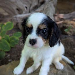 Tri Color Boy - Tri-color male Cavapoo puppy in San Diego, California from WW Cavapoos