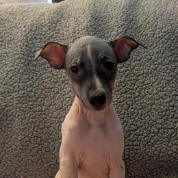 Agave - White and black female American Hairless Terrier puppy in Phoenix, Arizona from Bare Valley