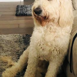 Goldendoodles from Remington Doodles