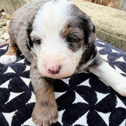 Brew - Merle male Bernedoodle puppy in Sherman, Illinois from Shirl Doodle Life