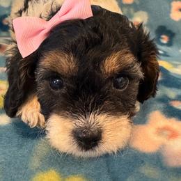 Millie - Tri-color female Cavapoo puppy in Howe, Oklahoma from Cuddly Cavapoos