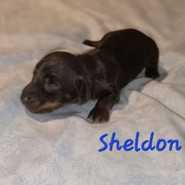 Sheldon - Chocolate male Dachshund puppy in Mobile, Alabama from Mobile Mini Dachshunds