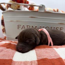 Light pink - Chocolate female Labrador Retriever puppy in Heath Springs, South Carolina from Rich Hill Retrievers