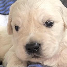 Boy 5 - Light golden Golden Retriever puppy in Allendale, Michigan from Teresa Stevens