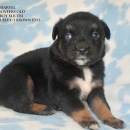 Marvel - Black tri male Miniature Australian Shepherd puppy in Patterson, North Carolina from DreamLine Aussies