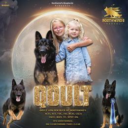 German Shepherd Puppies from Northwinds German Shepherds