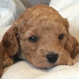 Female 3 - female Cavapoochon puppy in Fredericksburg, Ohio from Timshell Farm Specialty Crossbreed Puppies