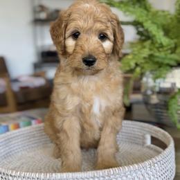 Boy 3 - Apricot male Goldendoodle puppy in St George, Utah from Doodle Bears of Southern Utah