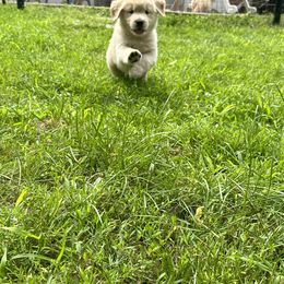 Golden Retriever Puppies from Jms Goldens