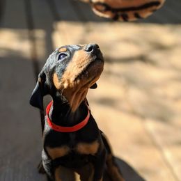 Doberman Pinschers from Daystar Dobermans