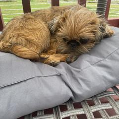 Brussels Griffon All Grown Up from Gold Country Griffs