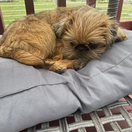 Brussels Griffon All Grown Up from Gold Country Griffs