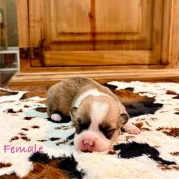 Red female - Red female Pembroke Welsh Corgi puppy in Johnson City, Texas from McCall Creek Corgis