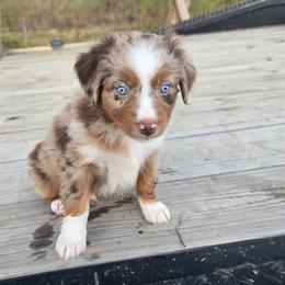 Thistle - Red merle male Miniature Australian Shepherd puppy in Paris, Texas from Blue Envy Mini Aussies
