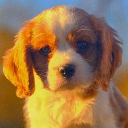 Warren - Blenheim male Cavalier King Charles Spaniel puppy in Watsontown, Pennsylvania from Huntsman Cavaliers