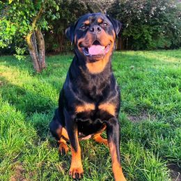 Coco - Rottweiler