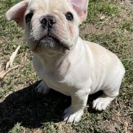 French Bulldogs from Blessed and Boujee Frenchies