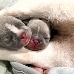 Miso Soup - Blue fawn female French Bulldog puppy in New Hampton, New Hampshire from Kismet French Bulldogs