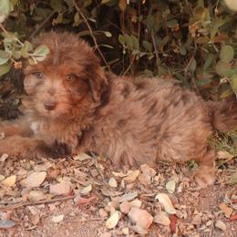 Aussiedoodle, Goldendoodle, and Labradoodle Puppies from Loving Doodle