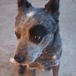 Brisby - Australian Cattle Dog