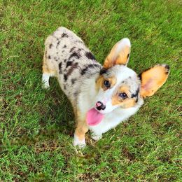 Fable - American Corgi