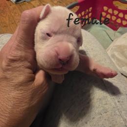 White female - White female Boxer puppy in Farmington, Pennsylvania from Impression's Boxers