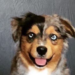 Aussiedoodles, Miniature Australian Shepherds, Poodles, and Toy Australian Shepherds from Blasted River Aussies and Poodles