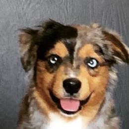 Aussiedoodles, Miniature Australian Shepherds, Poodles, and Toy Australian Shepherds from Blasted River Aussies and Poodles