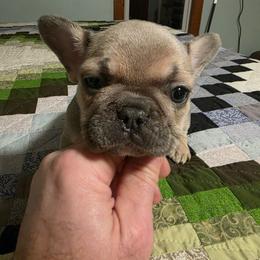 Angel - Blue fawn female French Bulldog puppy in Manchester, Iowa from Stogdill's Baby Bullies