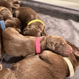 Dark Pink Girl - Chocolate female Labrador Retriever puppy in Rock Hill, South Carolina from North Star Retrievers