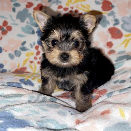 Yorkshire Terrier Puppies from ✨The Royal Yorkie Den✨