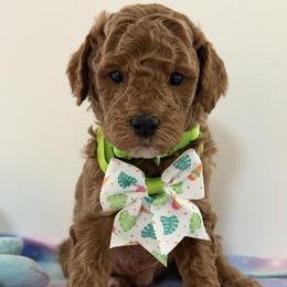 Lime green collar - Red  male Goldendoodle puppy in Pawtucket, Rhode Island from Ds_minidoodles