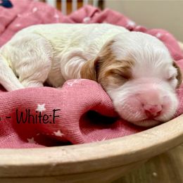 Euro - Chalk female Australian Labradoodle puppy in Morgan Hill, California from Loving Labradoodle