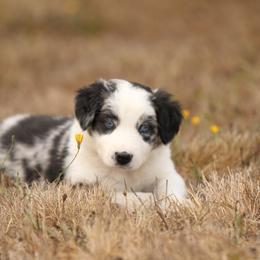 Border Collie Puppies from Midnight Border Collies