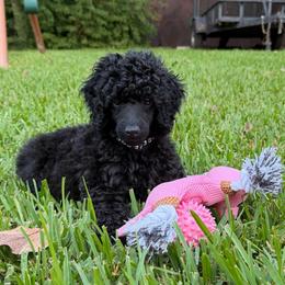 AKC Raven - Yellow - Black female Poodle puppy in Baytown, Texas from Charlotte & Co. Miniature Poodles