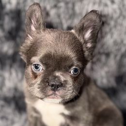 French Bulldogs and Poodles from Silks Frenchies & Poodles