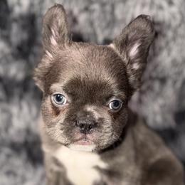 French Bulldogs and Poodles from Silks Frenchies & Poodles