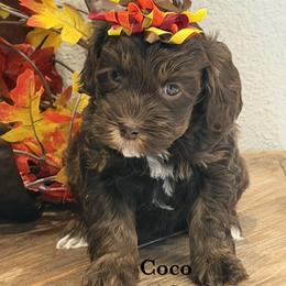 Coco - Chocolate female Australian Labradoodle puppy in Citrus Heights, California from Elite Blend Labradoodles