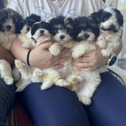 Golden Retrievers and Havanese from Liberty LionsWatch