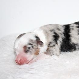 Cash - Blue merle male Toy Australian Shepherd puppy in Wiggins, Colorado from Mile High Acres & Aussies