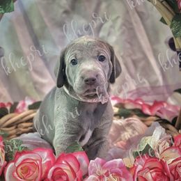 Girl 1 - Silver gray Weimaraner puppy in Jupiter, Florida from Khepri Weimaraners