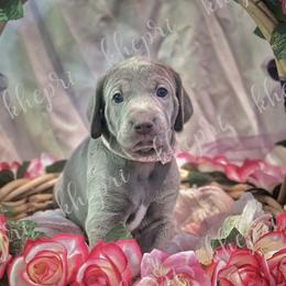 Girl 1 - Silver gray Weimaraner puppy in Jupiter, Florida from Khepri Weimaraners