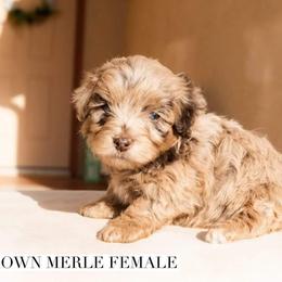 Aussiedoodle and Goldendoodle Puppies from Ever After Doodles Arizona