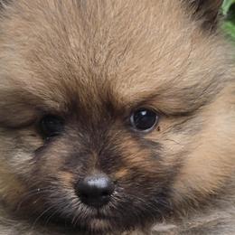Pomeranians from Mom & daughter Pomeranians ✨