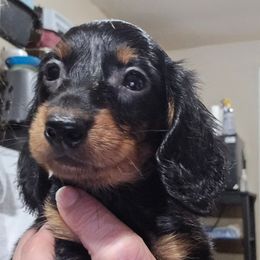 Smaller girl - Black and tan female Dachshund puppy in Lyle, Washington from Wines Wienery